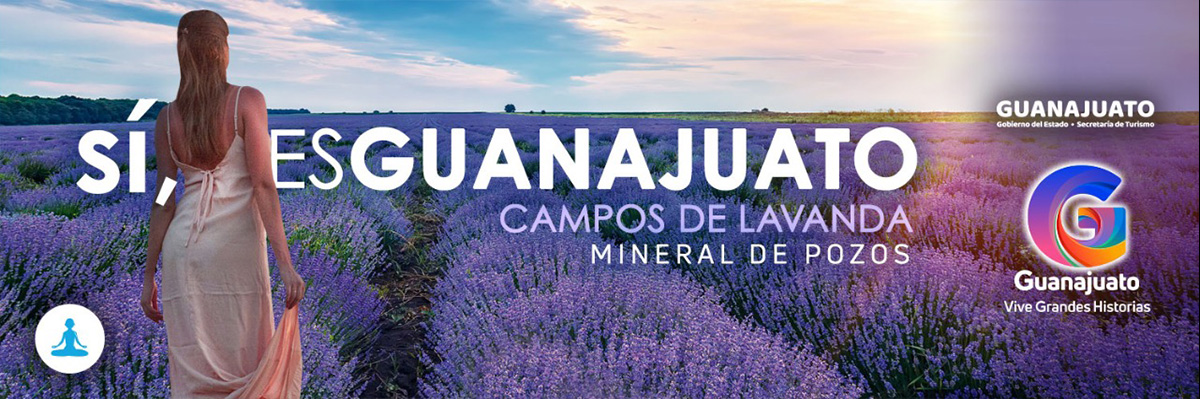 Si es Guanajuato Campos de lavanda Sectur